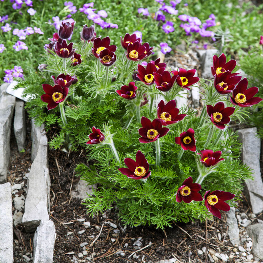 Red Anemone flower seeds