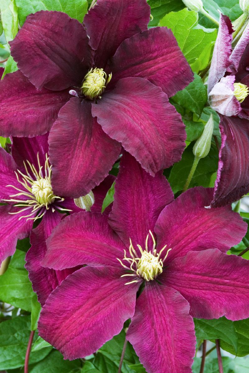 Brown Clematis flower seeds