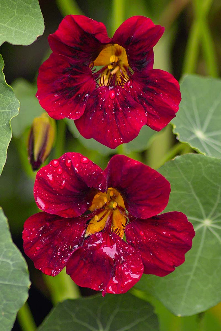 Dark Red flower seeds