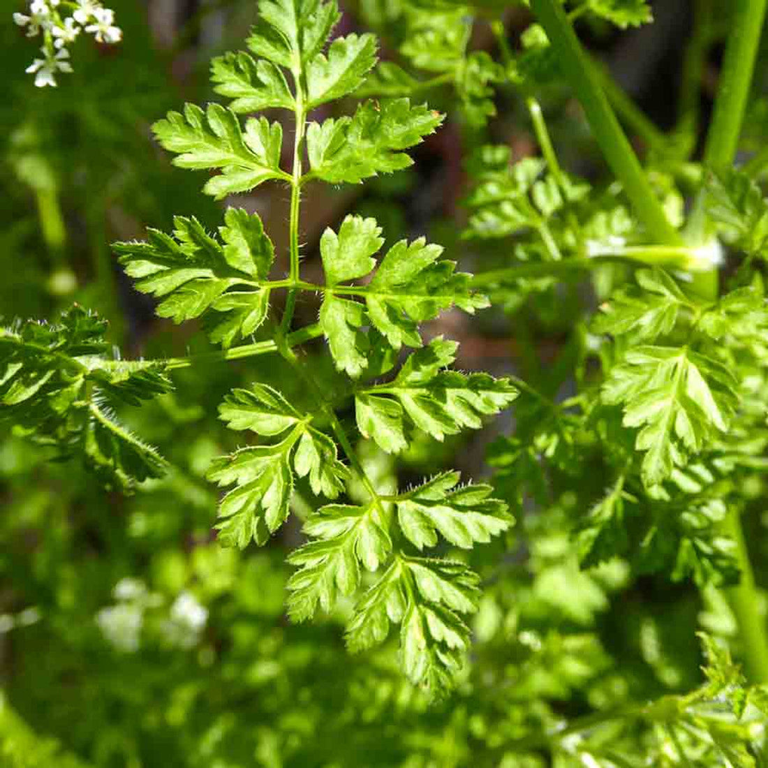 Garden Chervil Herb Seeds for Planting – Heirloom Non-GMO Garden Seeds