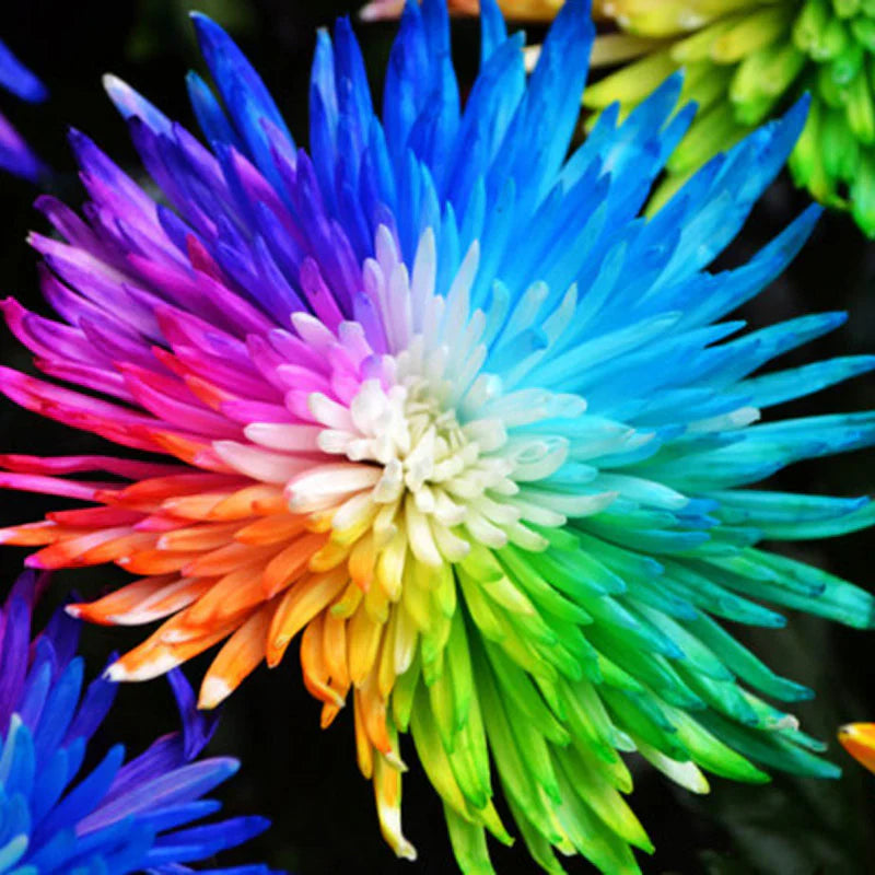 Chrysanthemum flower seeds