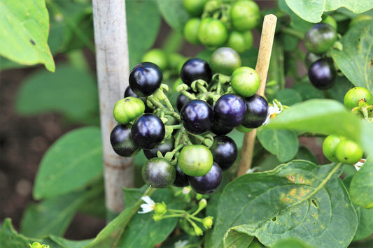 Garden Huckleberry Fruit Seeds for Planting – Heirloom Non-GMO Garden Seeds
