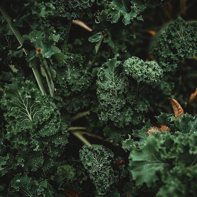 Kale Vegetable Seeds for Planting – Heirloom Non-GMO Garden Seeds