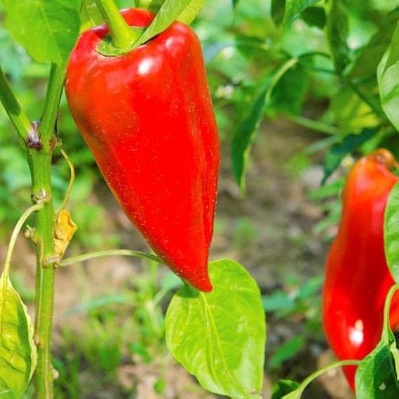 Leutschauer Paprika Pepper Vegetable Seeds for Planting – Heirloom Non-GMO Garden Seeds