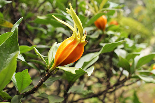 Gardenia jasminoides fruit seeds for planting with mature gardenia plant