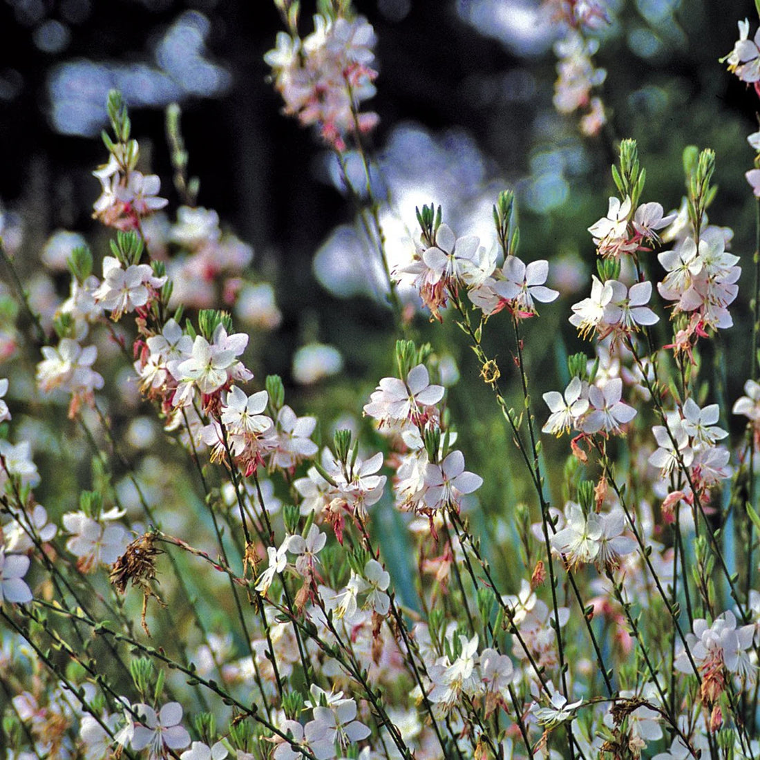 Gaura flower seeds