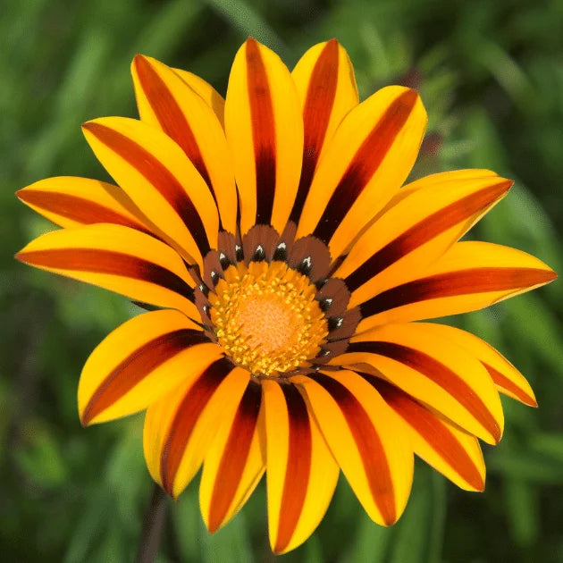 Yellow Red flower seeds