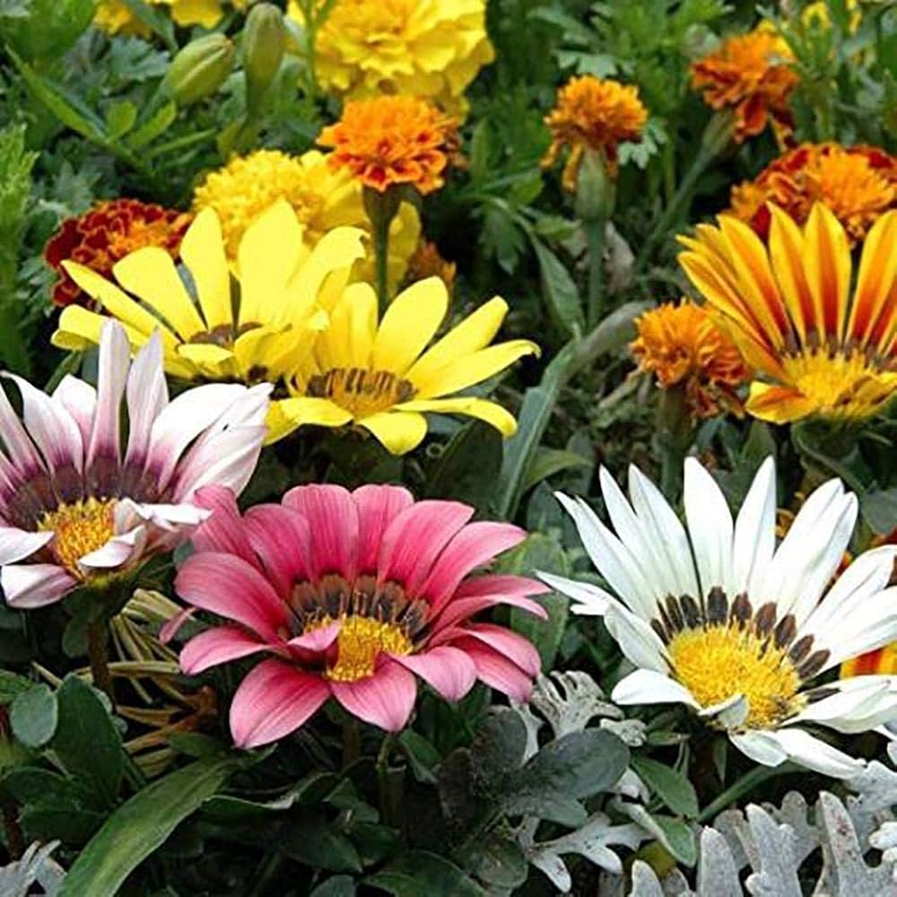 Gazania Rigens flower seeds