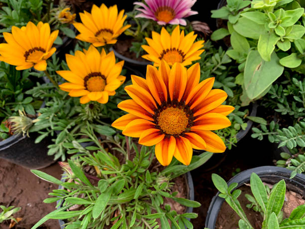 Red Orange Gazania Flower Seeds for Planting with vibrant daisy-like garden blooms