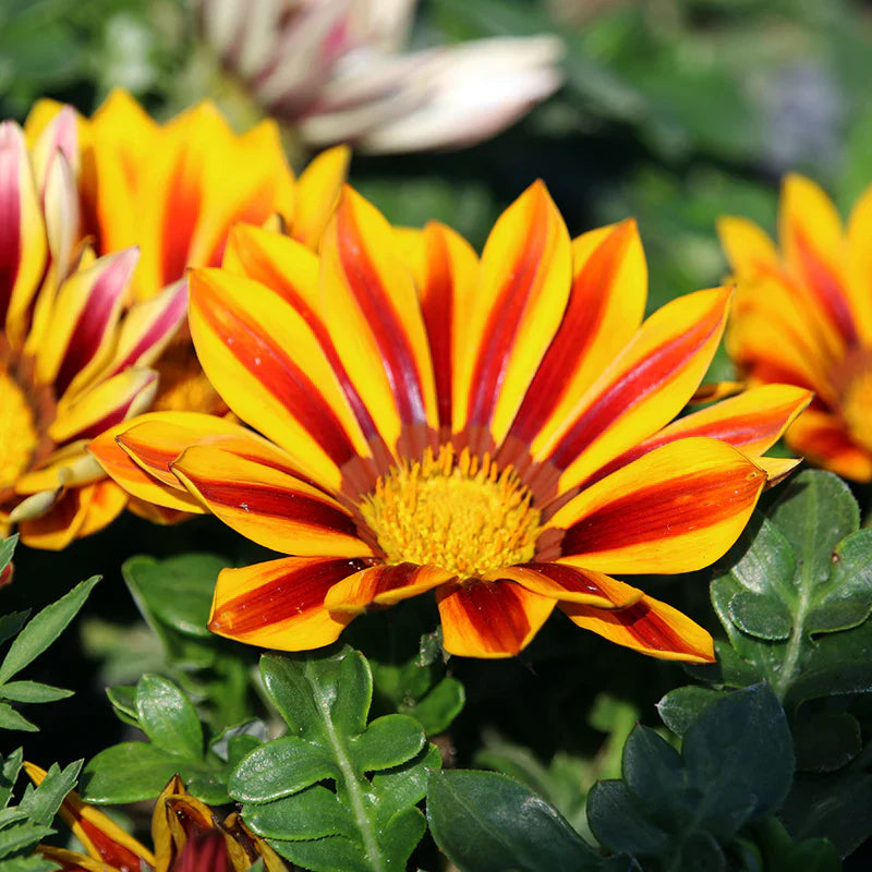 Gazania flower seeds