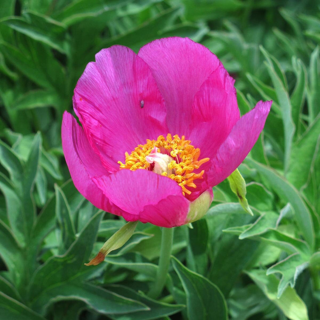 Peony Paeonia flower seeds