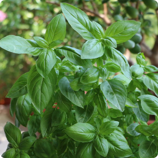 Genovese Basil Herb Seeds for Planting – Heirloom Non-GMO Garden Seeds