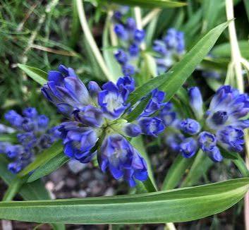 Gentiana Macrophylla Growing in Rock Garden