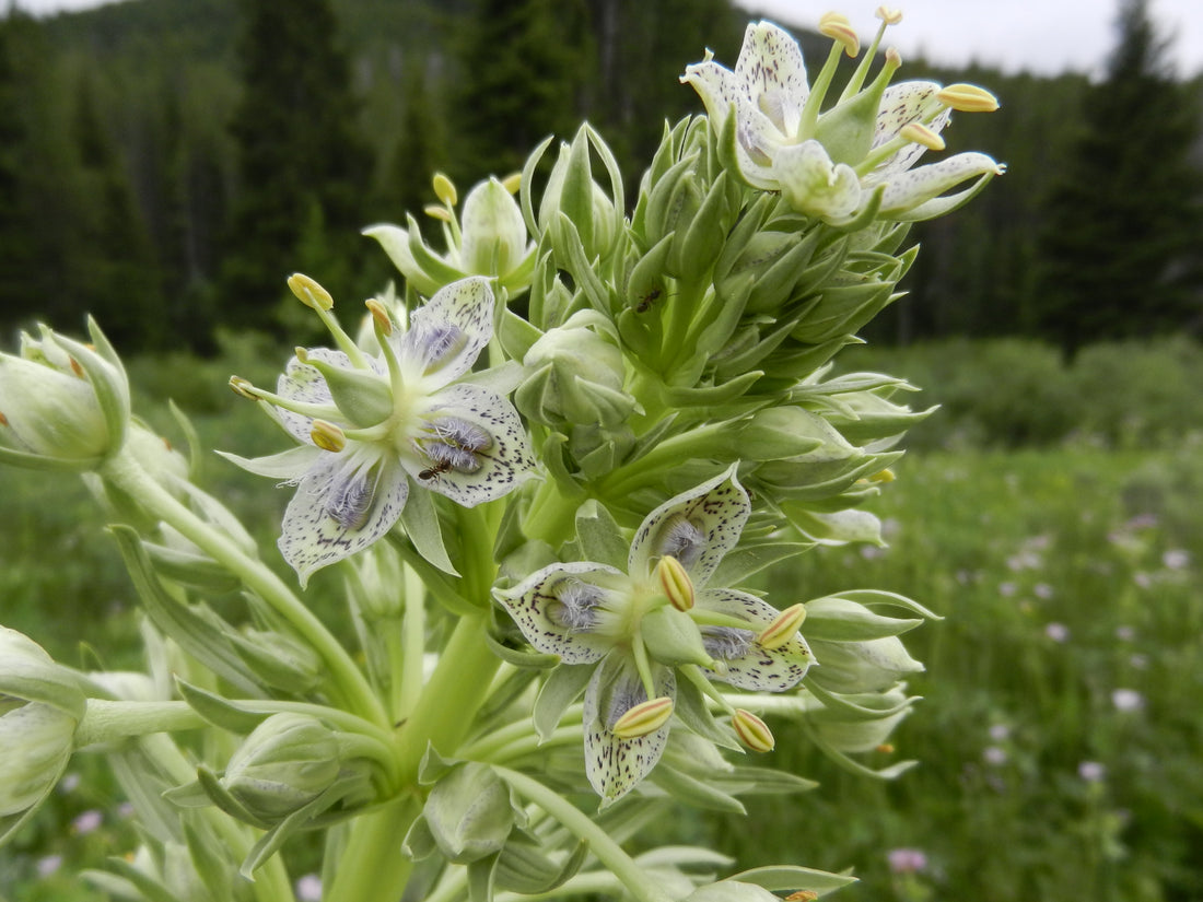 Green Gentian flower seeds