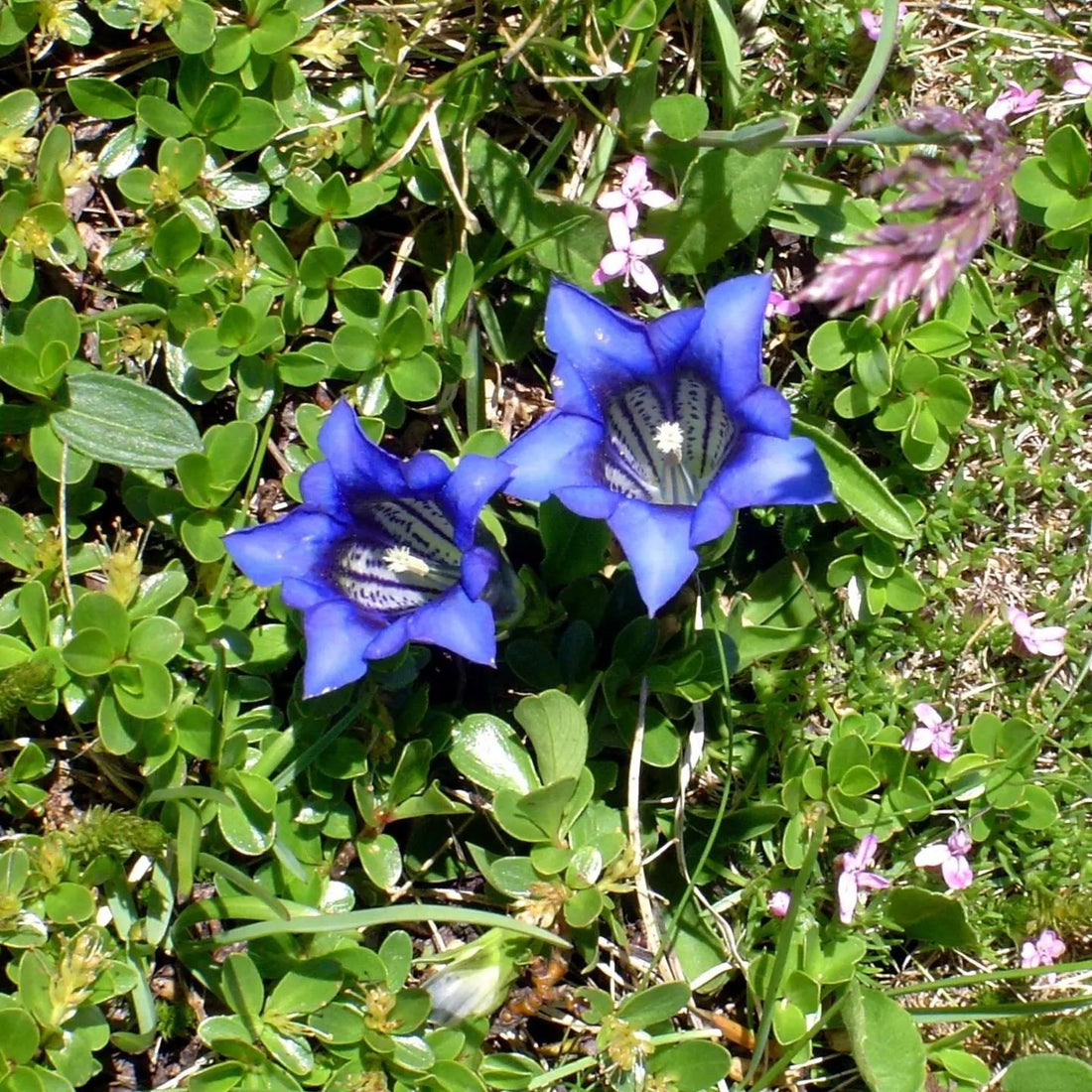 Blue Gentiana flower seeds