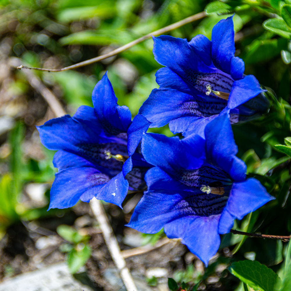 Blue Gentiana flower seeds