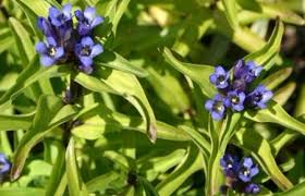 Gentiana Macrophylla Growing in Rock Garden
