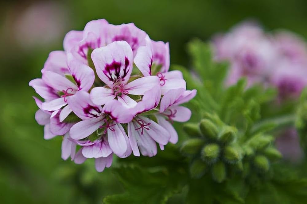 Purple White Geranium Flower Seeds with blooming purple and white geranium flowers