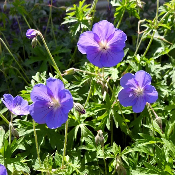 Deep Blue flower seeds