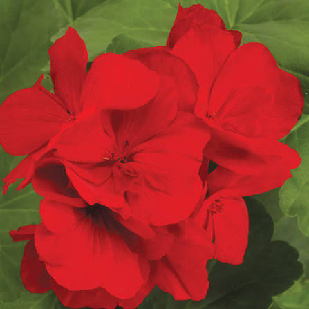 Colorful Geranium Flowers Blooming in Garden