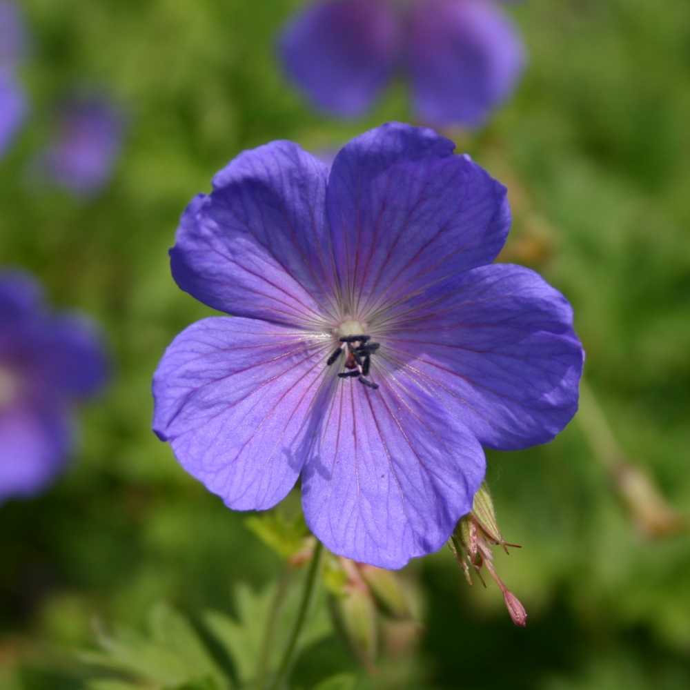 Geraniaceae flower seeds