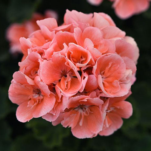 Vibrant Geranium flower seeds