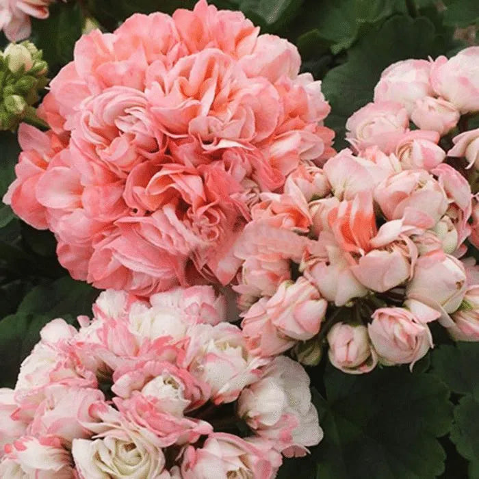 Rose Geranium flower seeds