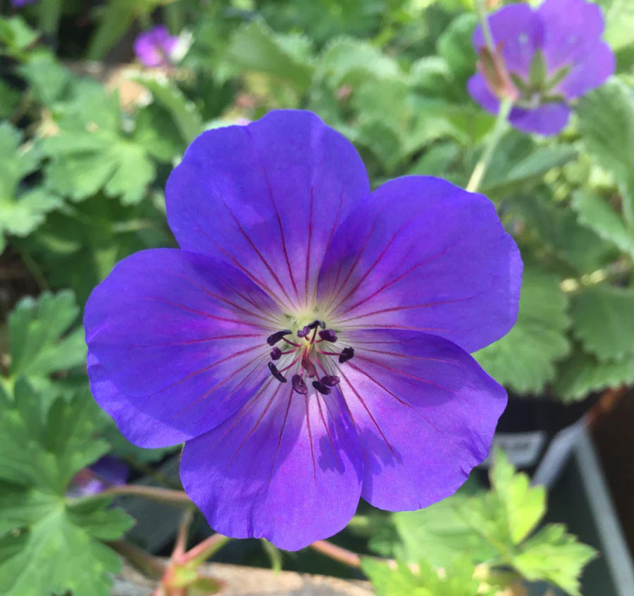Geranium Rozanne flower seeds