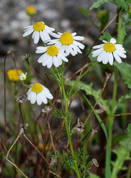 German Chamomile Herb Seeds for Planting – Heirloom Non-GMO Garden Seeds