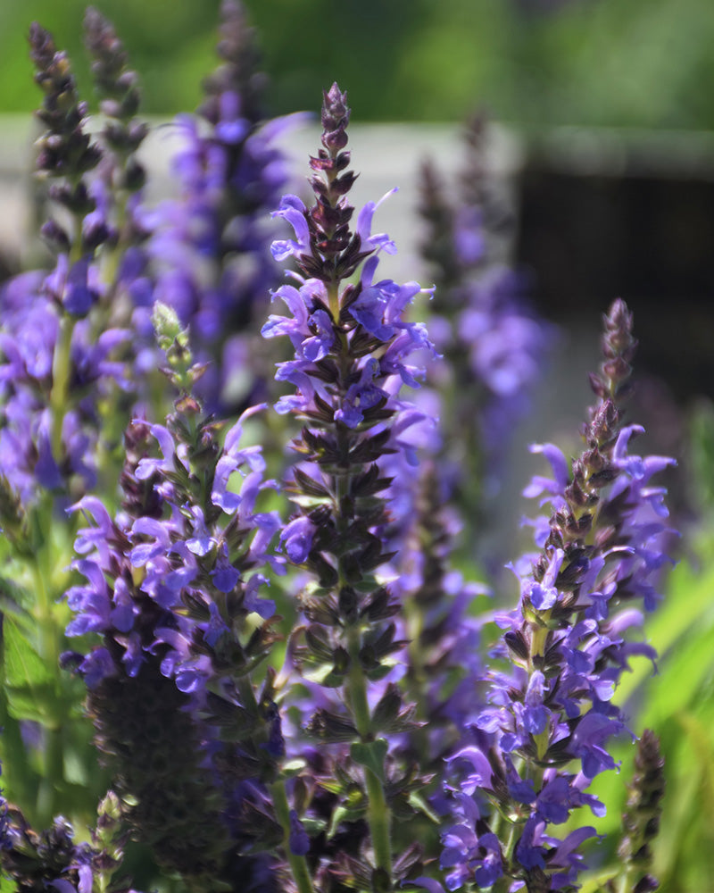Nemorosa Flower Seeds for Planting – Heirloom Non-GMO Garden Seeds