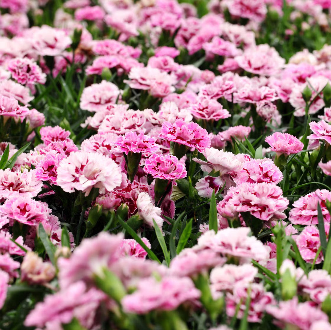 Pink Carnation flower seeds