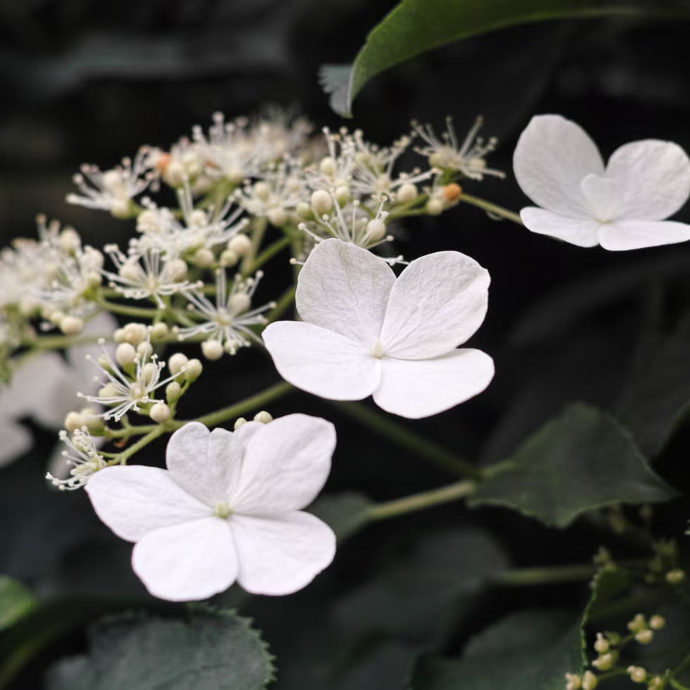 Hydrangea Anomala flower seeds