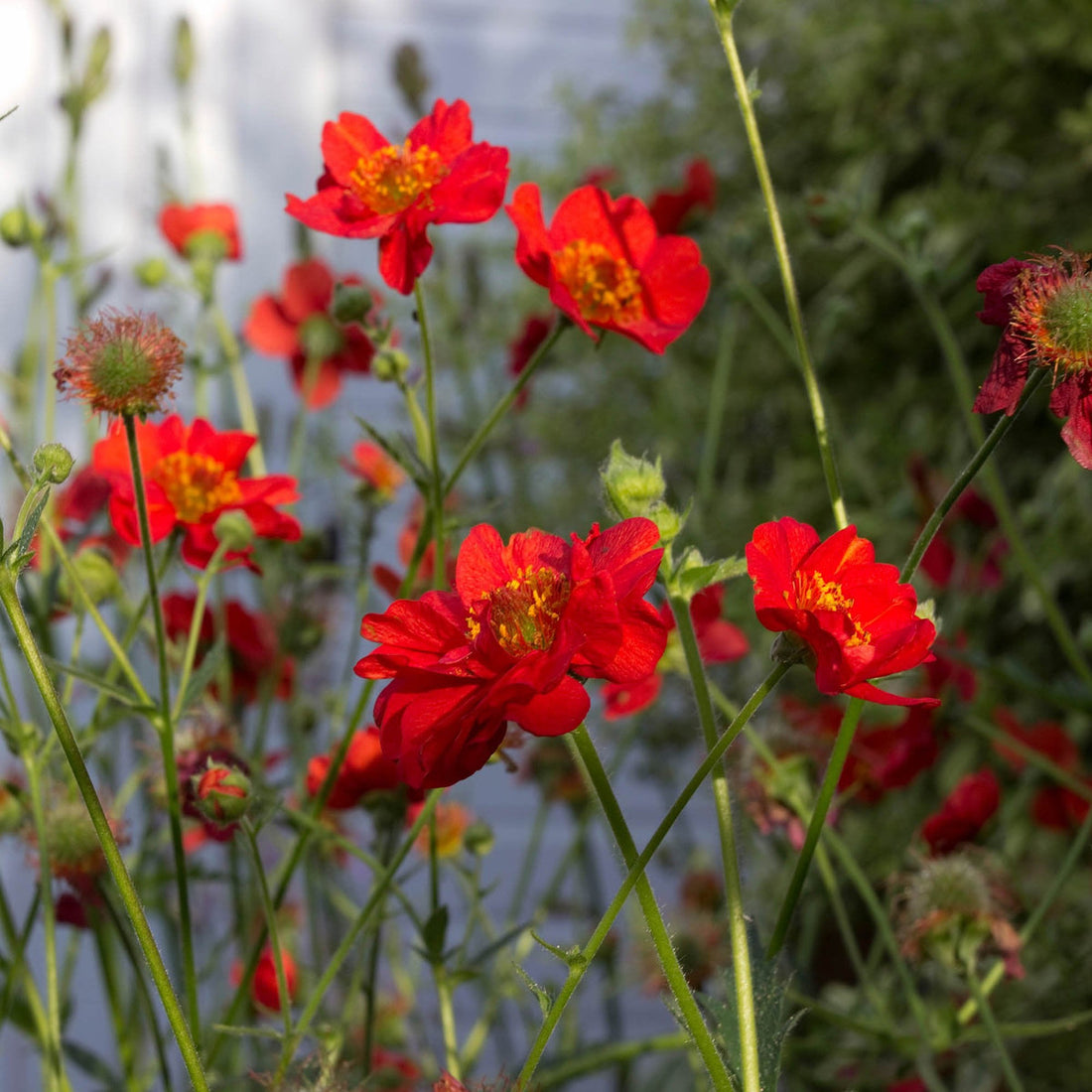 Geum Rossii flower seeds