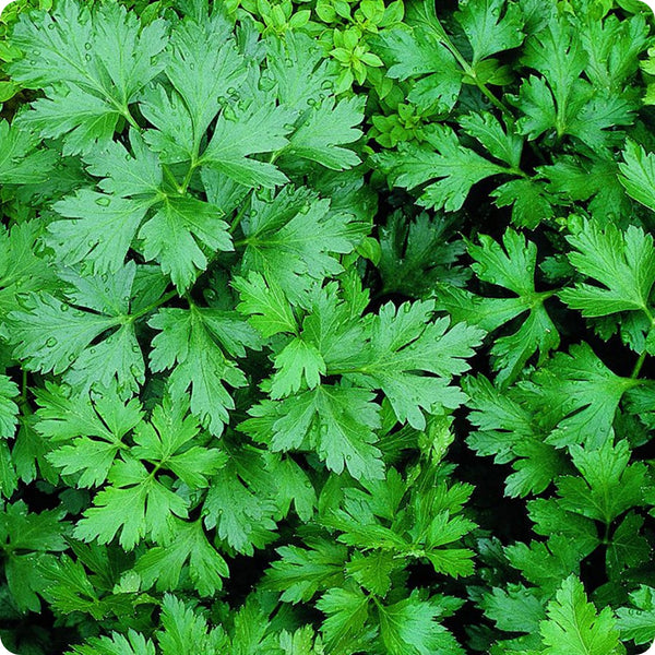Giant of Italy Parsley Herb Seeds for Planting – Heirloom Non-GMO Garden Seeds