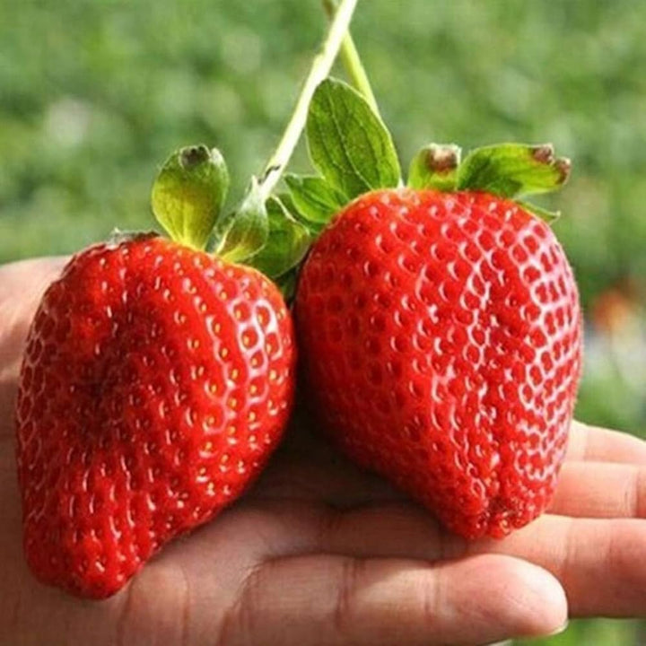 giant strawberry seeds
