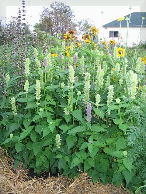 Giant Yellow Hyssop Herb Seeds for Planting – Heirloom Non-GMO Garden Seeds