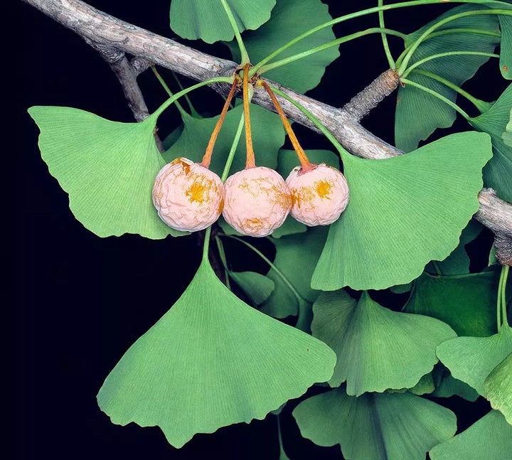 Ginkgo Biloba tree with fan-shaped green leaves in a garden landscape