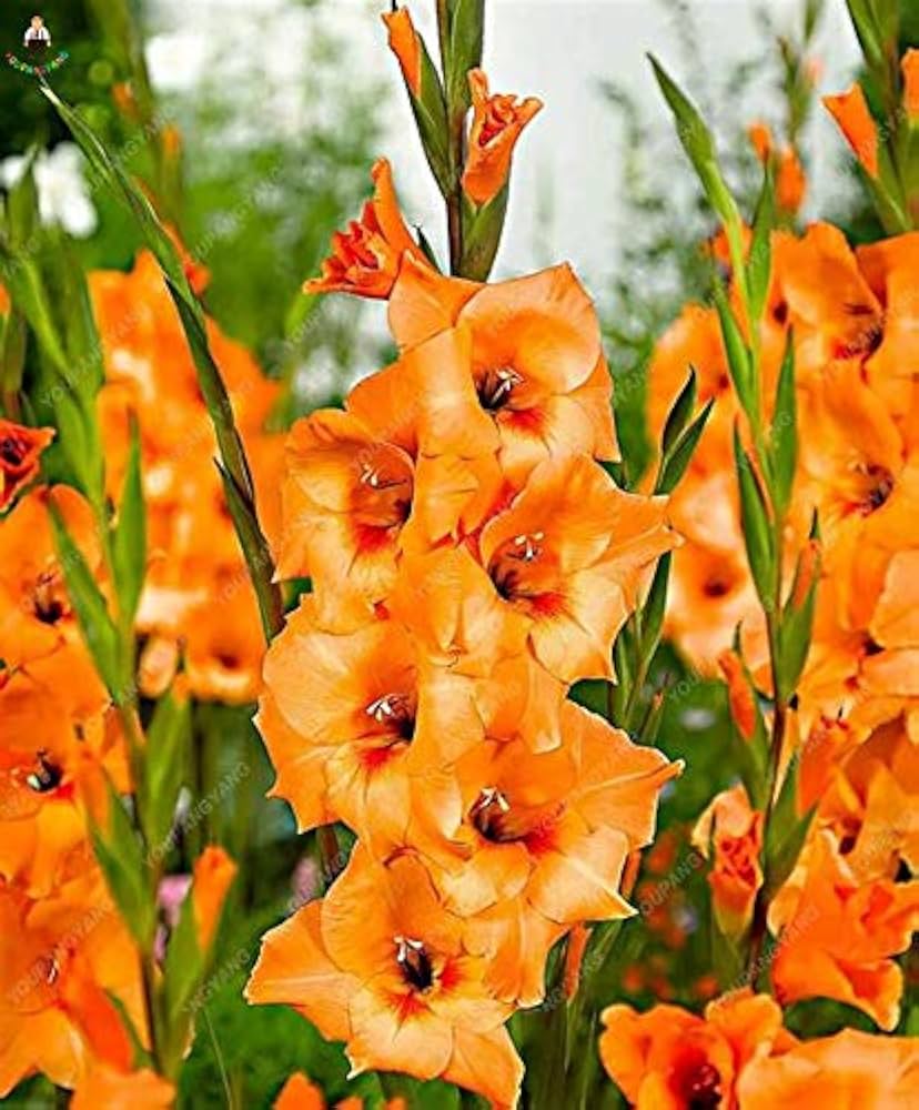 Yellow Orange flower seeds