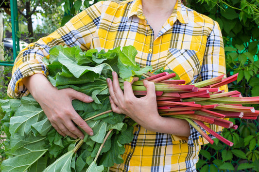 Glaskins Perpetual Rhubarb Vegetable Seeds for Planting – Heirloom Non-GMO Garden Seeds