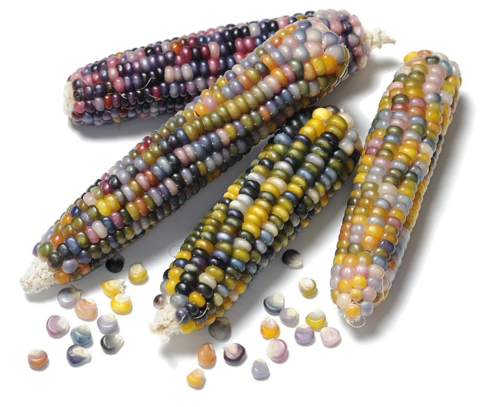 Rainbow Corn plant