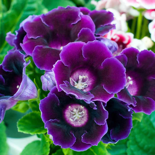 Dark Blue flower seeds