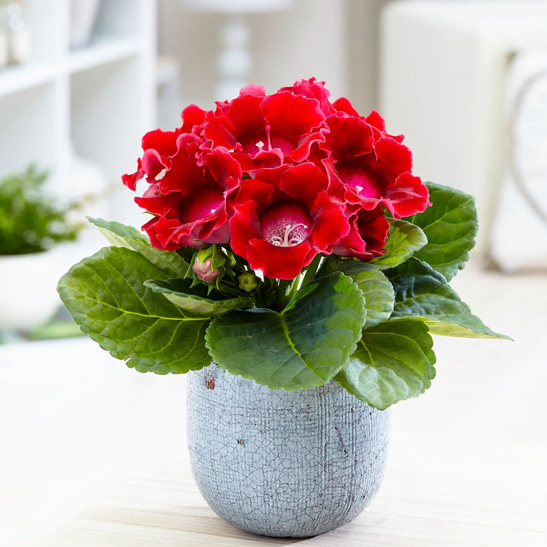 Dark Red flower seeds