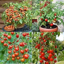 Gobstopper Cherry Tomato Seeds for Planting producing sweet yellow-green cherry tomatoes in clusters for home vegetable gardens