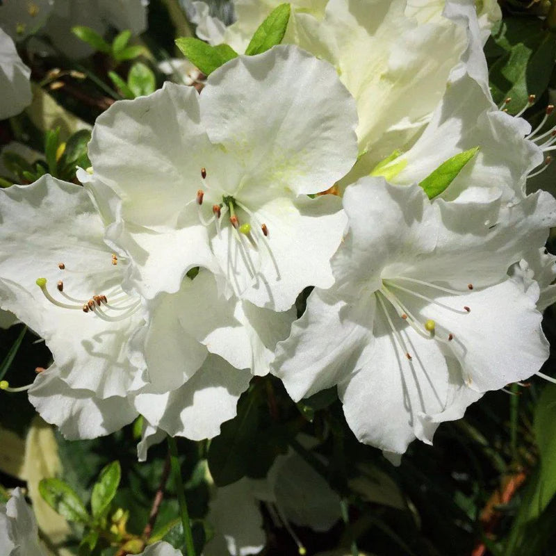 Azalea Blanco flower seeds