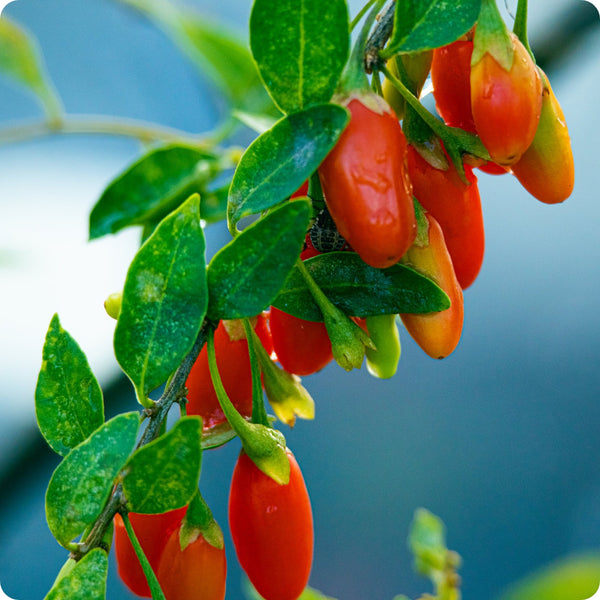 goji berry seeds