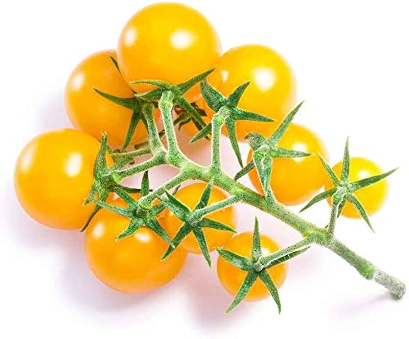 Gold Currant Tomato Seeds for Planting – Heirloom Non-GMO Garden Seeds