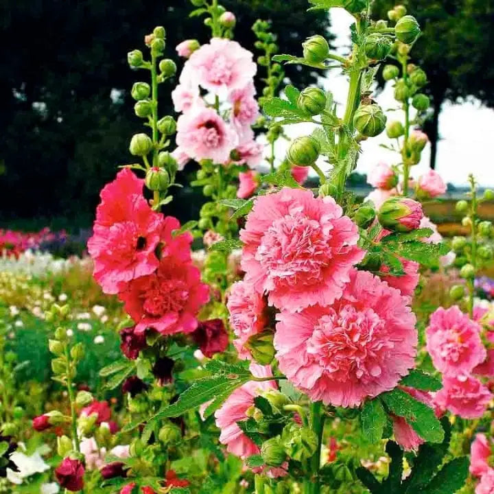 Hollyhock flower seeds