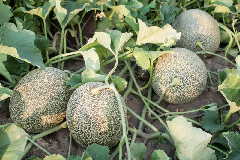 Karamel Melon Seeds for Planting – Golden Sweet Melon Seeds