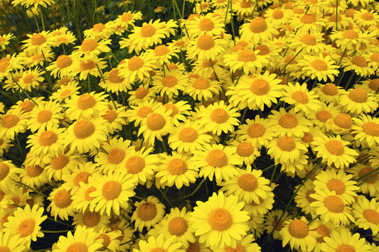 Graines de Marguerite dorée pour la plantation – Graines de jardin anciennes sans OGM