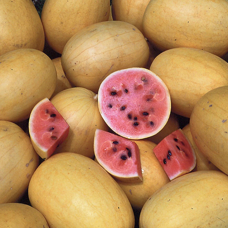 Golden Midget Watermelon Growing on Garden Vines